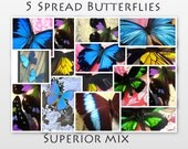 Spread Real Butterflies:  5 Ready to Mount, DIY Framed Insects  Superior Species Mix