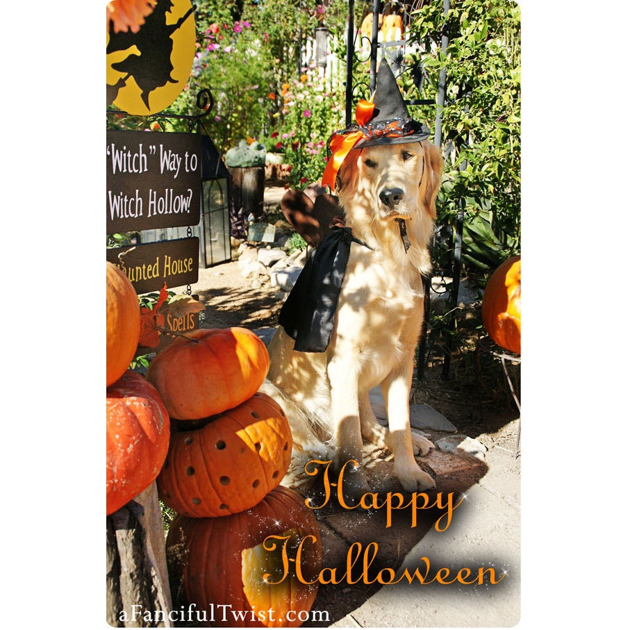 Halloween Witch Dog Cards - 5 Postcard Set