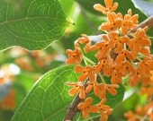 Osmanthe Anise OOAK Perfume 15ml Splash/Spray