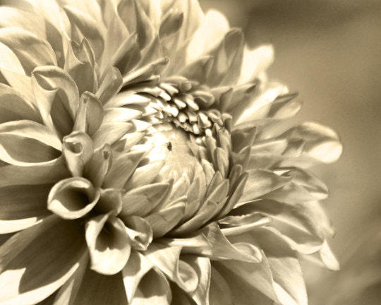 Dahlia Photography, Sepia photo, monochromatic photography, sepia home decor - Looking Up -  8 x 10 Photo Print