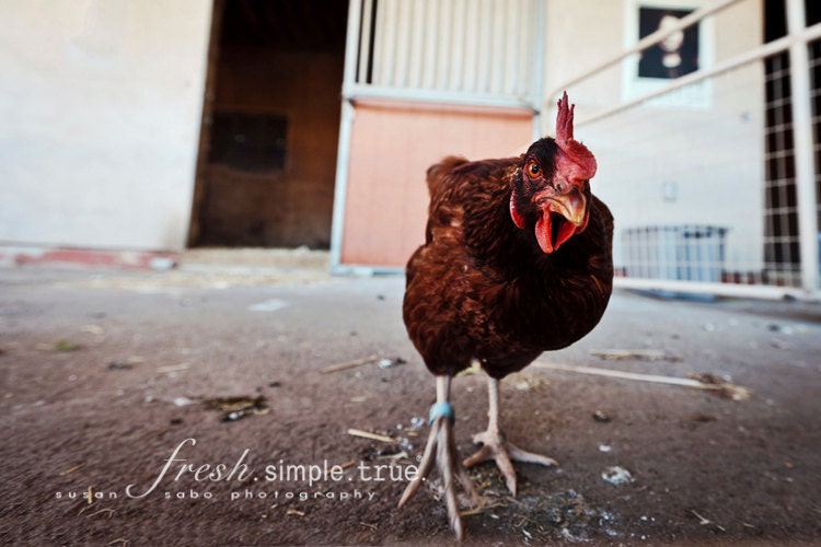 Red Rooster