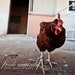 Red Rooster