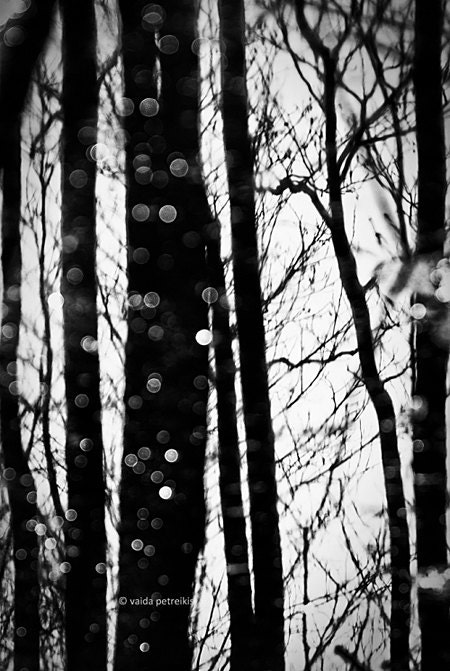 Photo Print - 4x6 inches Fine Art Photograph - trees, bubles and reflections in black and white - signed limited edition