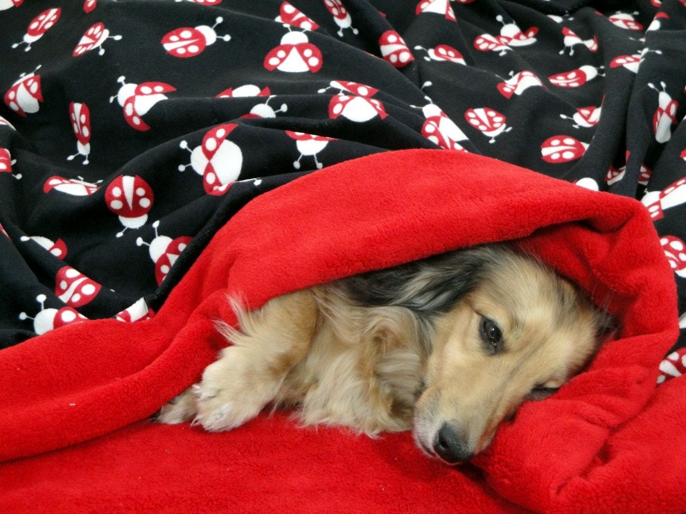 LadyBug Love - Snuggle Sack - for Dogs - Pets - Includes Embroidered Personalization - Small