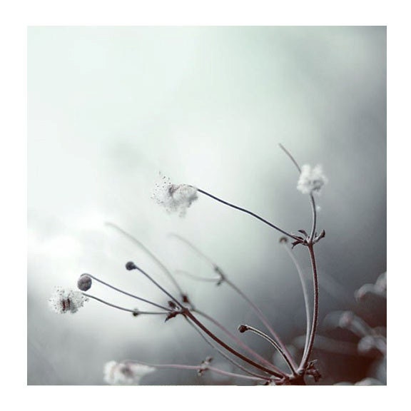 Nature Photography, Ghostly, 8x8 Photograph, Winter Photo, Cool Mint, Icy Blue, Natural Light Photo
