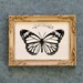 Monarch Butterfly - Hand-Cut Silhouette Papercut, Framed