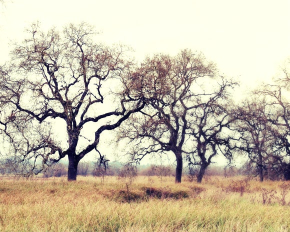 California Landscape photography - golden yellow peach - oak trees meadow - rustic home decor wall art 8x10 - Winter Morning