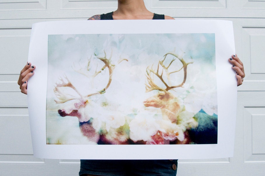 Caribou - Flora and Fauna Series . 20x30 Print