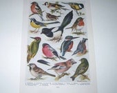 Fabulous Vintage Double Sided Color Plate of Birds Owls and Ducks