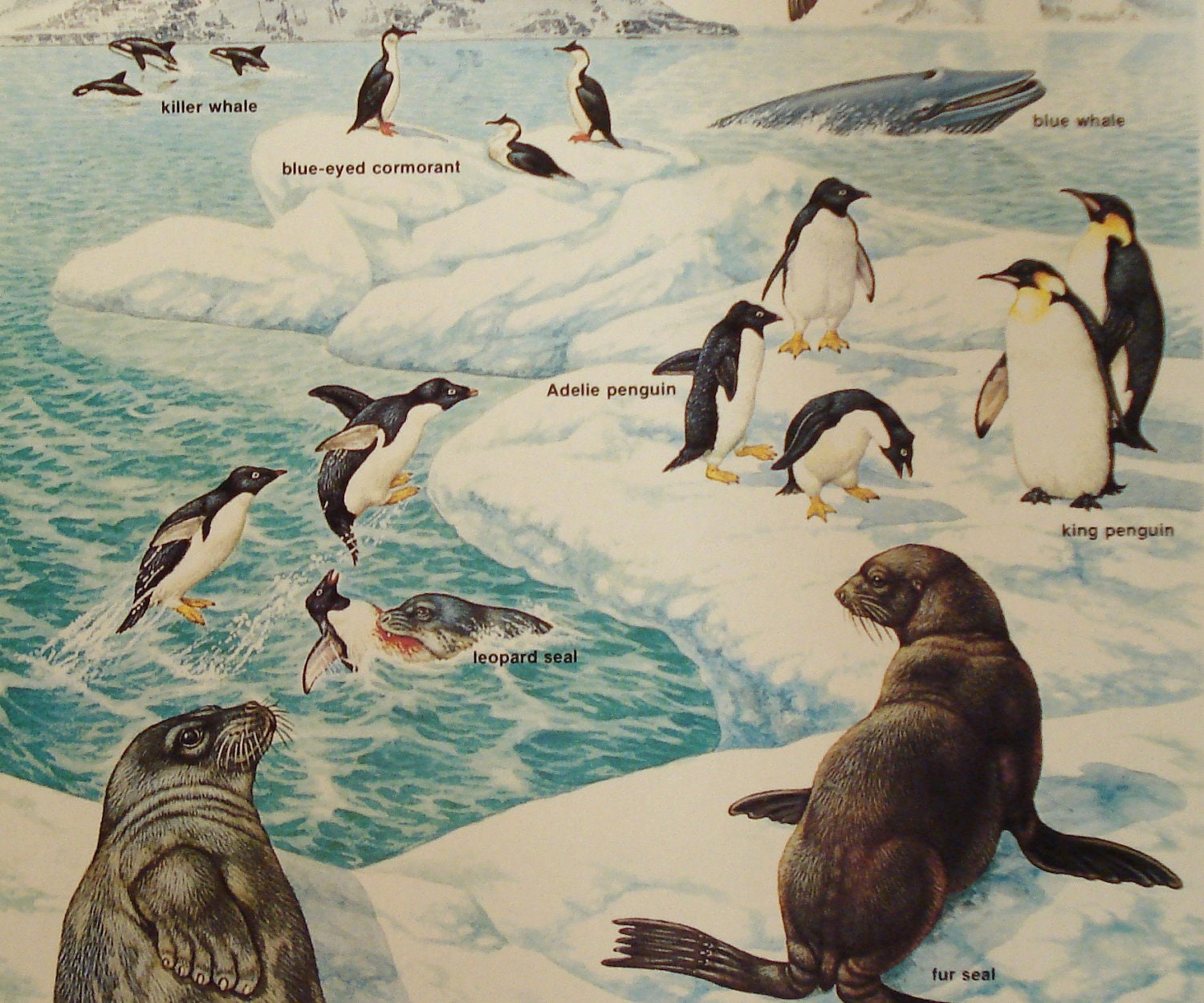 Life in the Antarctica Vintage Origianl Print Number 751 - iowajewel