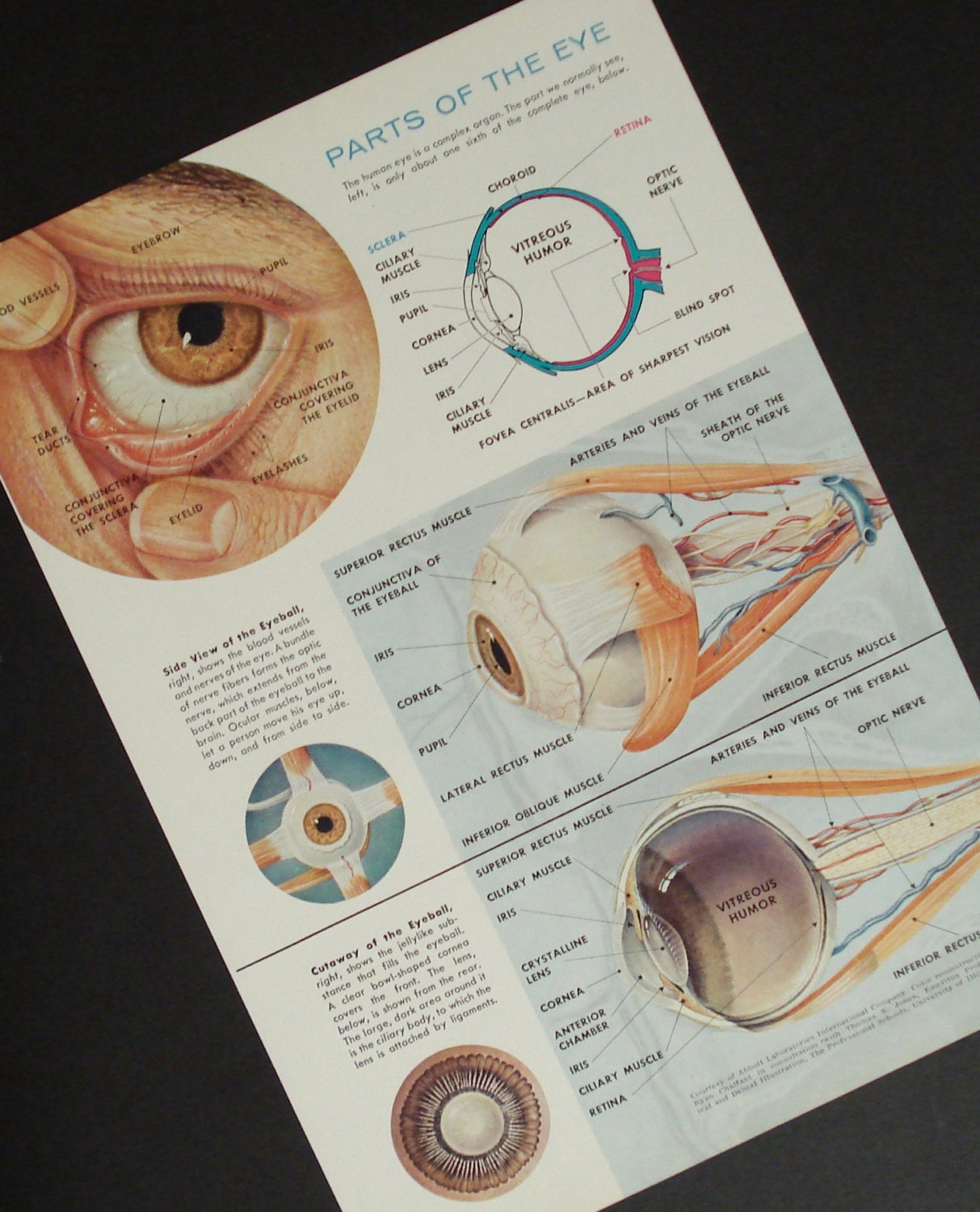 Weird Science Human Eye Vintage Original Anatomy Print Number 806
