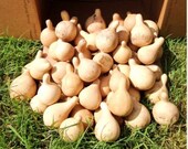 Box of 50 TN spinner gourds Great for Christmas ornaments dried, cleaned, craft ready gourds
