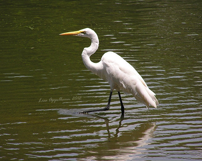 Great Egret at LSU 8 x 10 inch Print - Wading in Campus Lake