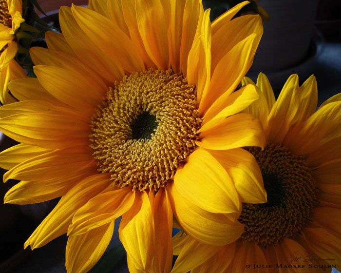 Sunflower Bouquet Photo -Yellow Flower -Gifts for Her -Golden -Sunny Side Up -Sunflower Gifts -11x14 Colorado Fine Art Photograph - JulieMagersSoulen