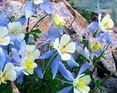 Colorado Columbine Flower Photography -Blue Columbine -State Flower -Home Decor -Gifts for Her -8x8 Square Colorado Fine Art Photograph