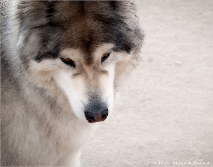 Animal Photography Wolf Dog -11x14 Print -Colorado Photography Gallery -Wolf Love -Dog Lover Gift -Home Decor Art