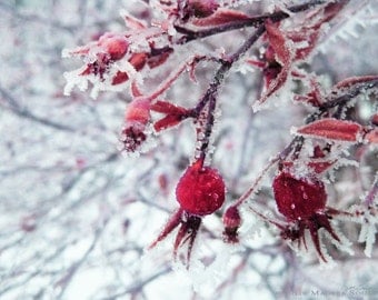 Flower Photography Winter Rose Hip -8x10 Print -Red Rose -Winter Photography -Home Decor Art -Gifts for Her -Colorado Fine Art Photography