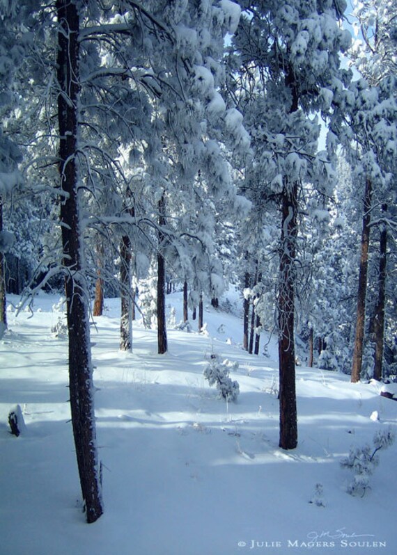Winter Photography -Pine Forest -8x10 Print -Colorado Fine Art Photography -Winter Woodland -Home Decor Art