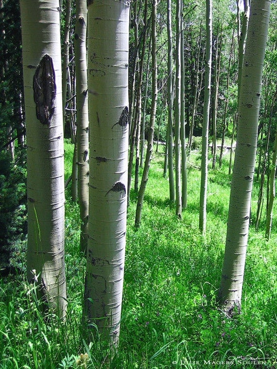 Tree Photography -Aspen -Forest Photography -11x14 Print -Home Decor Art -Colorado Fine Art Photography