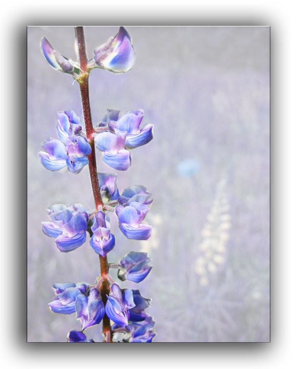 Flower Note Card Set -Colorado Cards -Blank Note Card Set -Greeting Card Set -Wildflowers -Birthday Invitation -Blank Card Set of 6