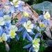 Colorado Columbine Flower Photography -Blue Columbine -State Flower -Home Decor -Gifts for Her -8x8 Square Colorado Fine Art Photograph
