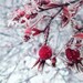Flower Photography Winter Rose Hip -8x10 Print -Red Rose -Winter Photography -Home Decor Art -Gifts for Her -Colorado Fine Art Photography
