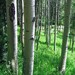 Tree Photography -Aspen -Forest Photography -11x14 Print -Home Decor Art -Colorado Fine Art Photography