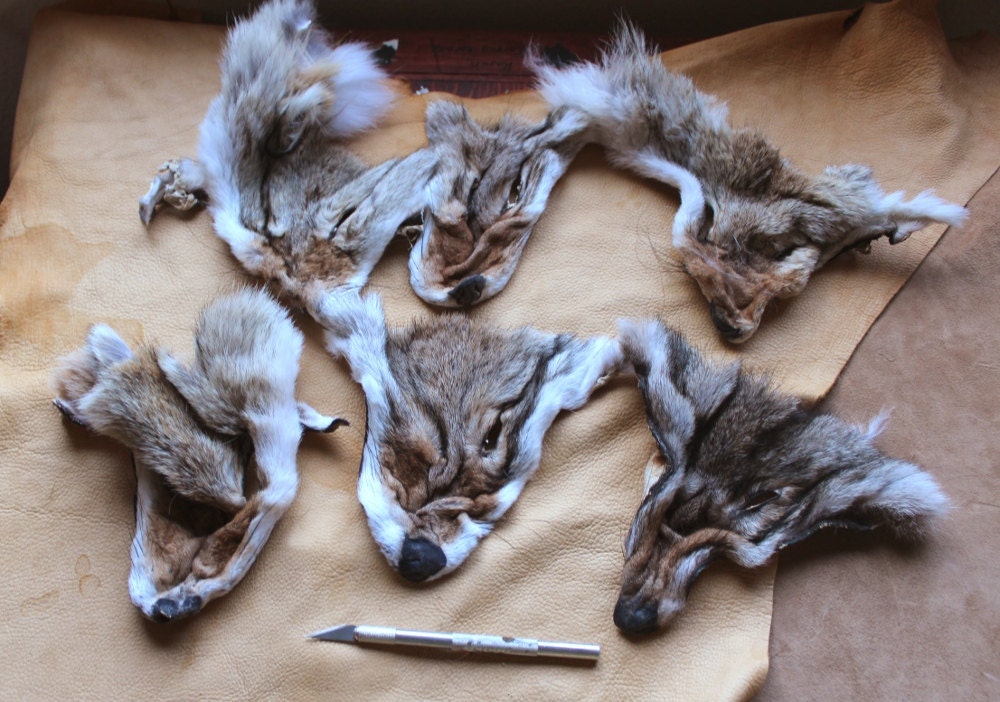 Lot of six damaged partial coyote fur faces for small craft, fly tying and display DESTASH