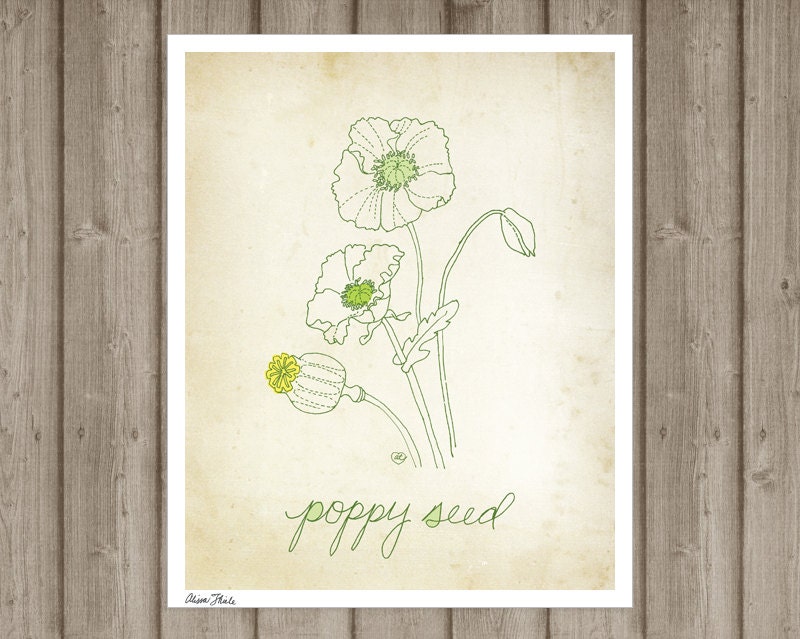 Poppyseed - art print