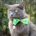 Cat Bow - Modern Cat Accessories - Green, Teal, Yellow Pastel