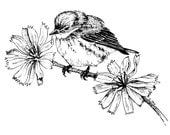Bird and Blossoms pen and ink 5 x 7 by Cindy Day