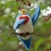 Needle Felted Bird Ornament - Singing with Heart