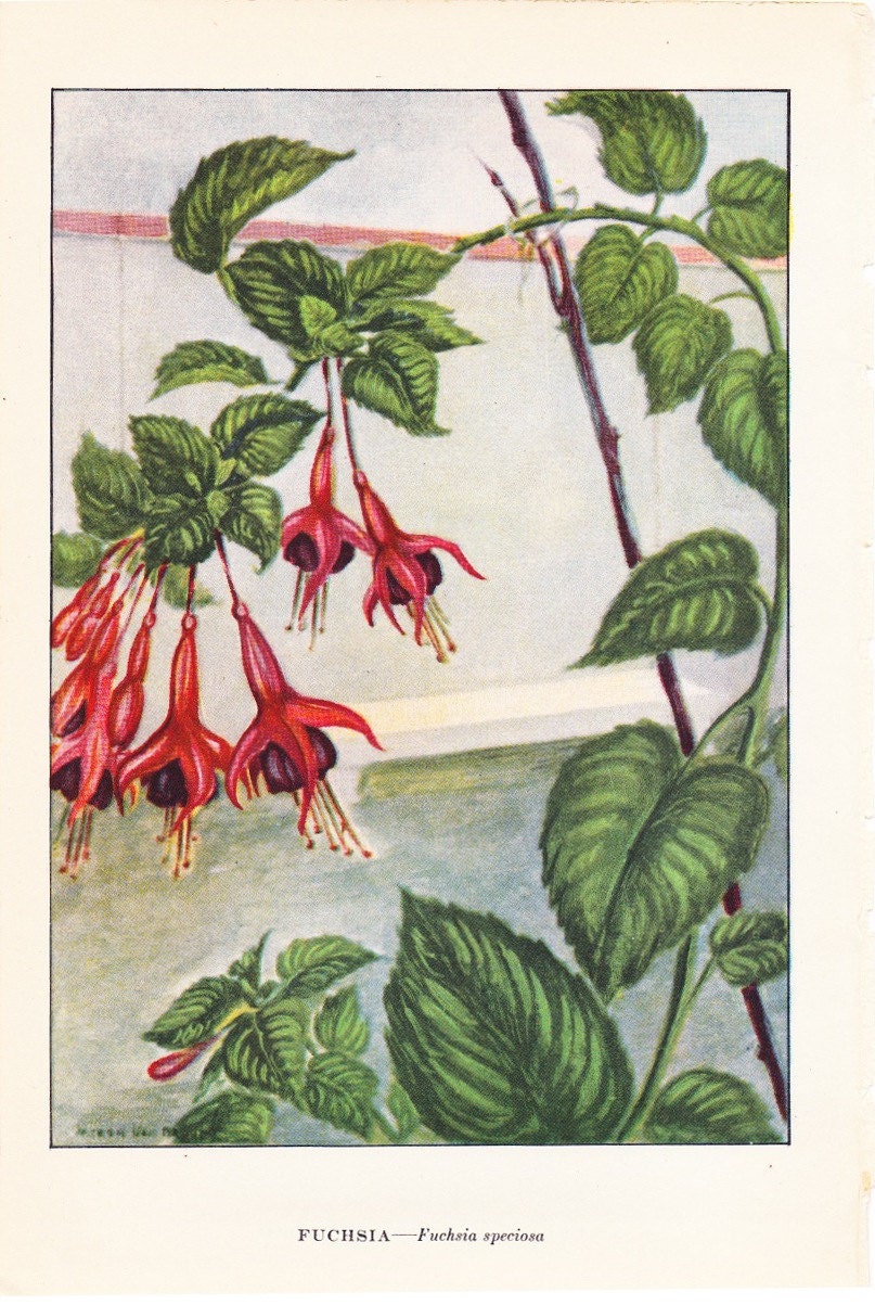 1926 Flower Print - Fuchsia - Vintage Home Decor Botany Art Illustration for Nature Science Woman Great for Framing