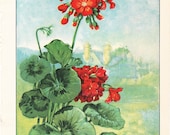 1926 Flower Print - Geranium - Vintage Home Decor Botany Art Illustration for Nature Science Woman Great for Framing