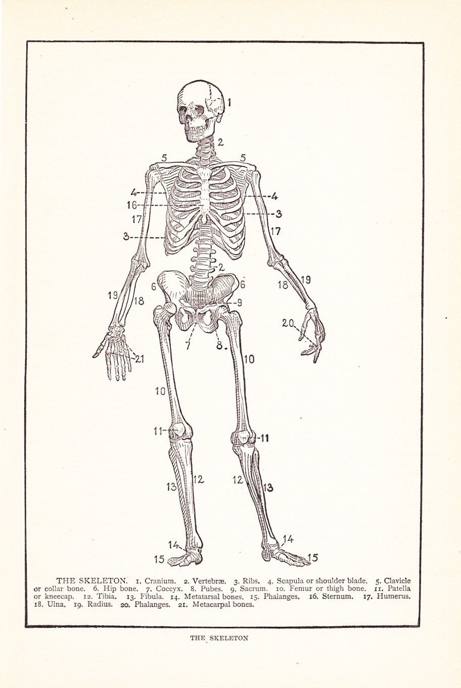 human anatomical diagram