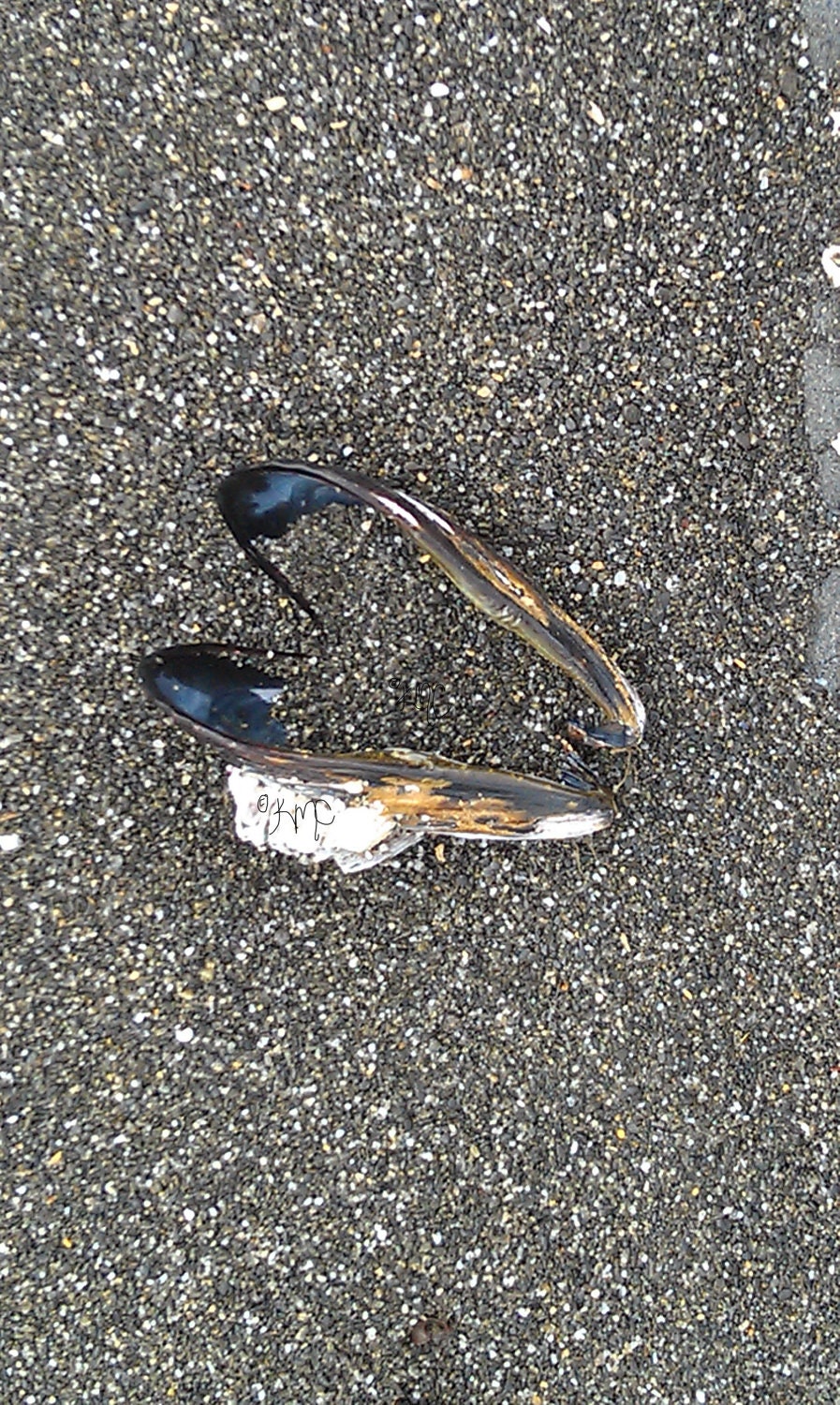 Sandy Beach Empty Shell Mussel Shell Gray Sand Pacific Beach Photography 5x7 Photo