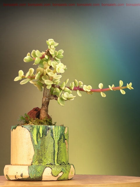 Miniature Jade Bonsai by Bonsai4Life on Etsy