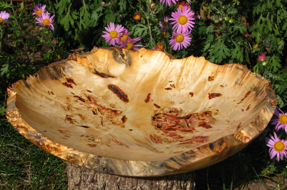 Red streaked Box Elder burl bowl full of bug damage