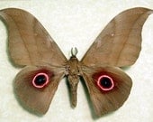 Pink Eye Spot Lobobunaea Phaedusa Real Giant Framed Silk Moth 8100