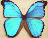 Wedding Gift - Something Blue Real Framed Blue Morpho Menelaus Alexandrovna Butterfly 8110