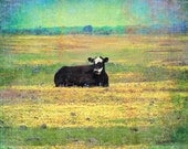 Dear Cow Amongst the Lupine 2