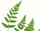 Toothed Bladder Fern Antique Print . Original Botanical Plant Chromolithograph Circa 1860 Plate 292