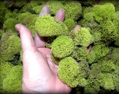 Reindeer moss-Deer foot moss-Fluffy Lichens-Preserved Lichens-Spring Green Colors in assorted sized spongy soft balls