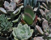 64 Wedding Favor Centerpieces Decorations Succulent Plants Flowers Gifts Bouquets