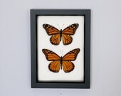 Real Framed Butterflies Boy and Girl Monarch Butterfly