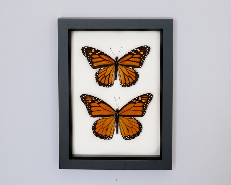 Real Framed Butterflies Boy and Girl Monarch Butterfly