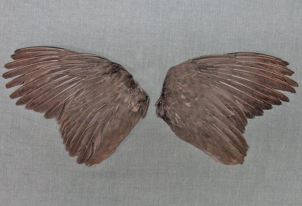 BROWN CHUKAR WINGS real bird parts for taxidermy crafts, feather jewelry, mask, fan, hat, and costume making