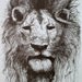 Ink Nature Illustration Lion with Mane Original Drawing Art by Laurie Rohner