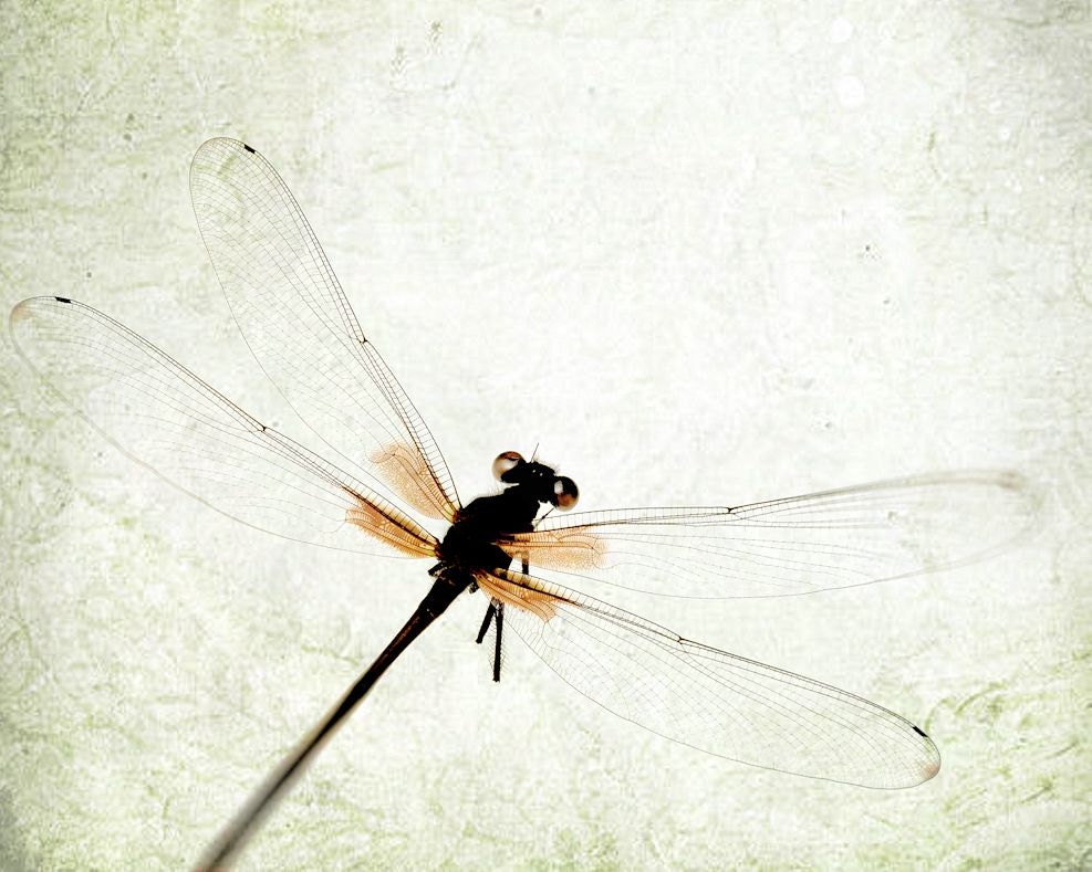 Dragonfly insect wings flight macro closeup minimal pastel spring botanical surreal neutral grey orange - On the Wing 8 x 10