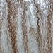Natural Cream and Taupe Cobweb Blue Faced Leicester Wool Felted Scarf